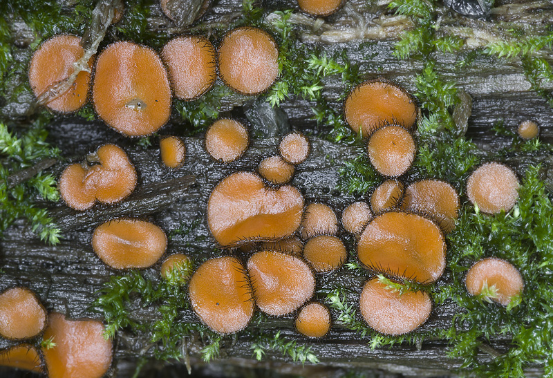 Scutellinia crinita